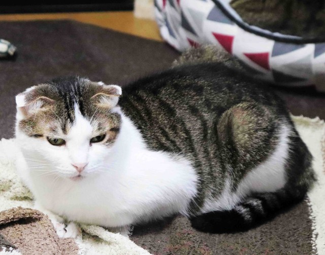 亡き母が残した18匹の猫を育てるプロボクサーが決意の引っ越し 借金300万円背負い新たな 猫家 工事中 まいどなニュース