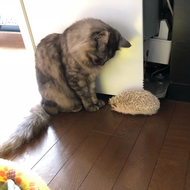 一緒に暮らすハリネズミを見つめるショコラちゃん