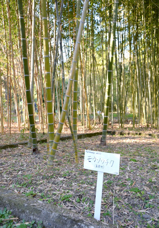 実は違う タケとバンブー 植物園の案内板が話題 何が違うか樹木医に聞いてみた まいどなニュース