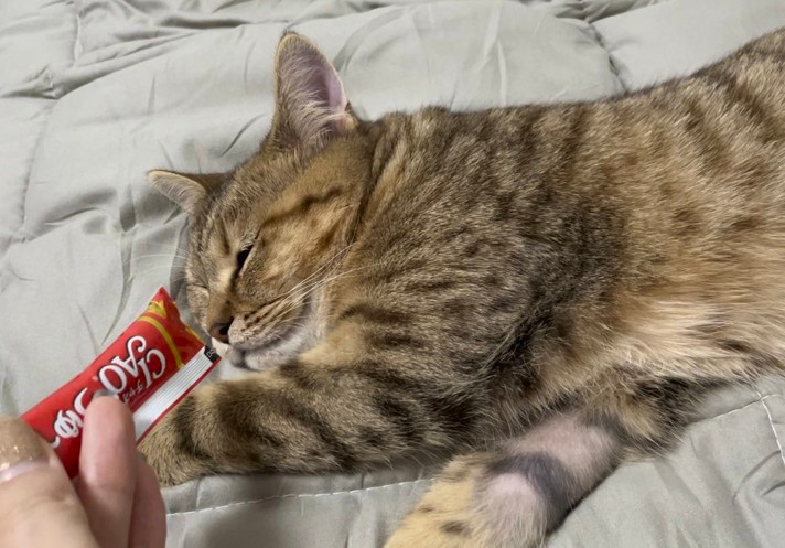 お皿わしづかみで立ち食いする猫さんに２７万人が悶絶 中にヒト入ってます ぽっこりお腹に おっちゃんみたい まいどなニュース