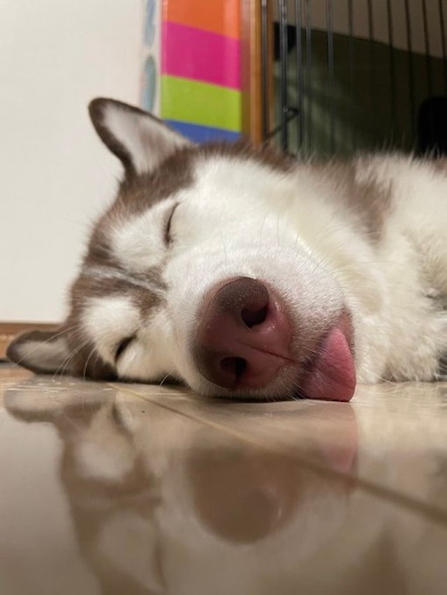 月曜の朝の顔すぎる 犬さんのショボ顔とキラキラ笑顔のギャップがすごい うちの部長じゃん まいどなニュース