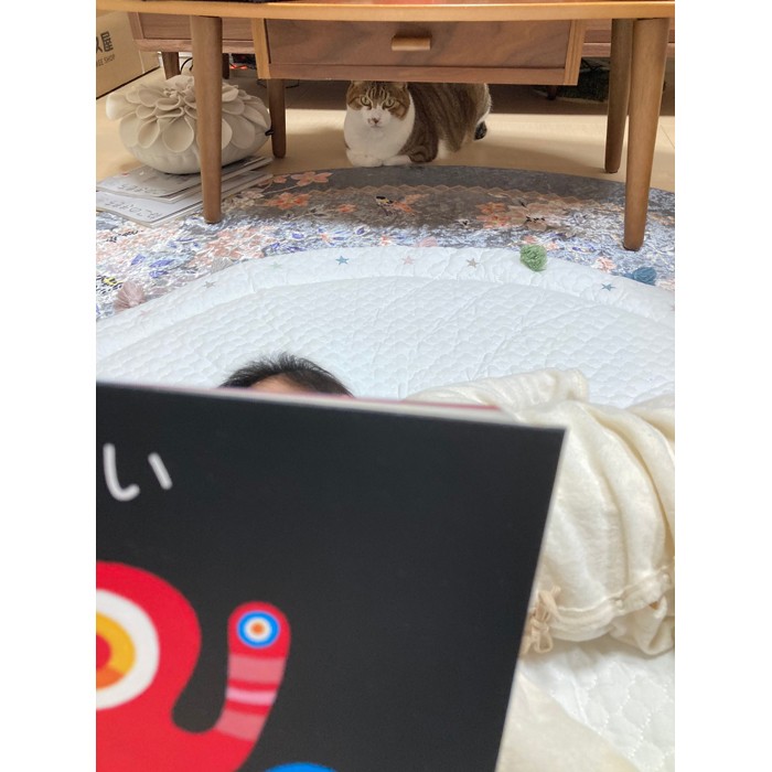 猫はやはり神だった 奇跡の失敗写真に大爆笑 猫神様は人にも力を授けると話題に まいどなニュース