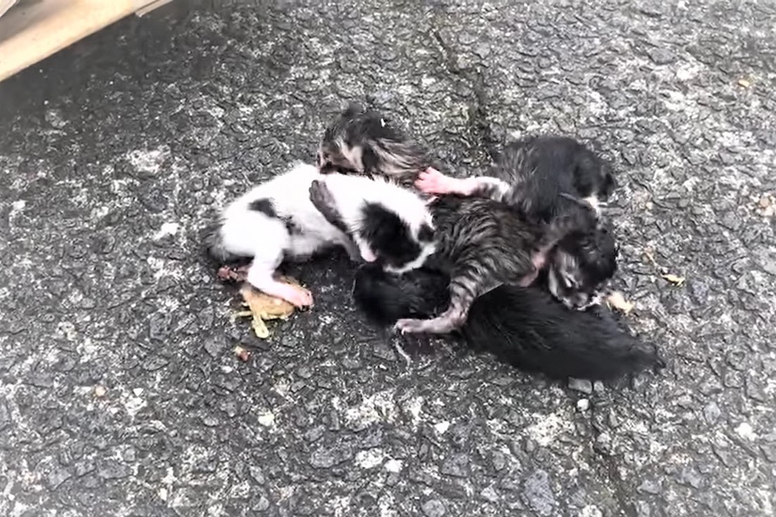 ごみ袋に生後間もない 赤ちゃん猫 4匹 生きたまま他のごみと一緒に 異常な捨てられ方に 信じられない まいどなニュース