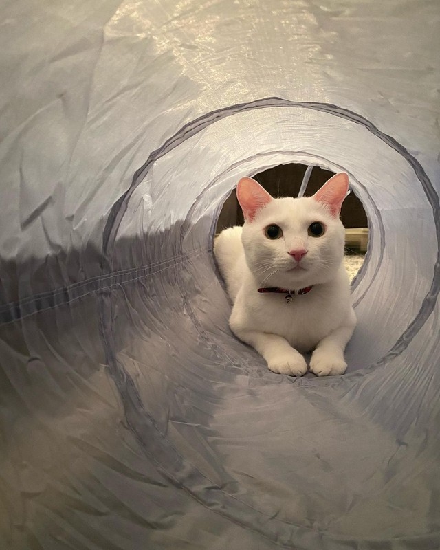 車のボンネットから保護された子猫 シャーシャーから一転 ３日後には家になじみ元気に遊ぶ まいどなニュース