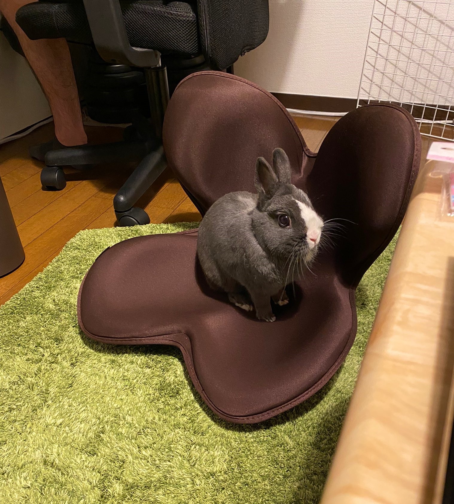 怖くて 足がブルブルするウサギが話題 電動のぬいぐるみ 爪切り よく頑張ったね まいどなニュース