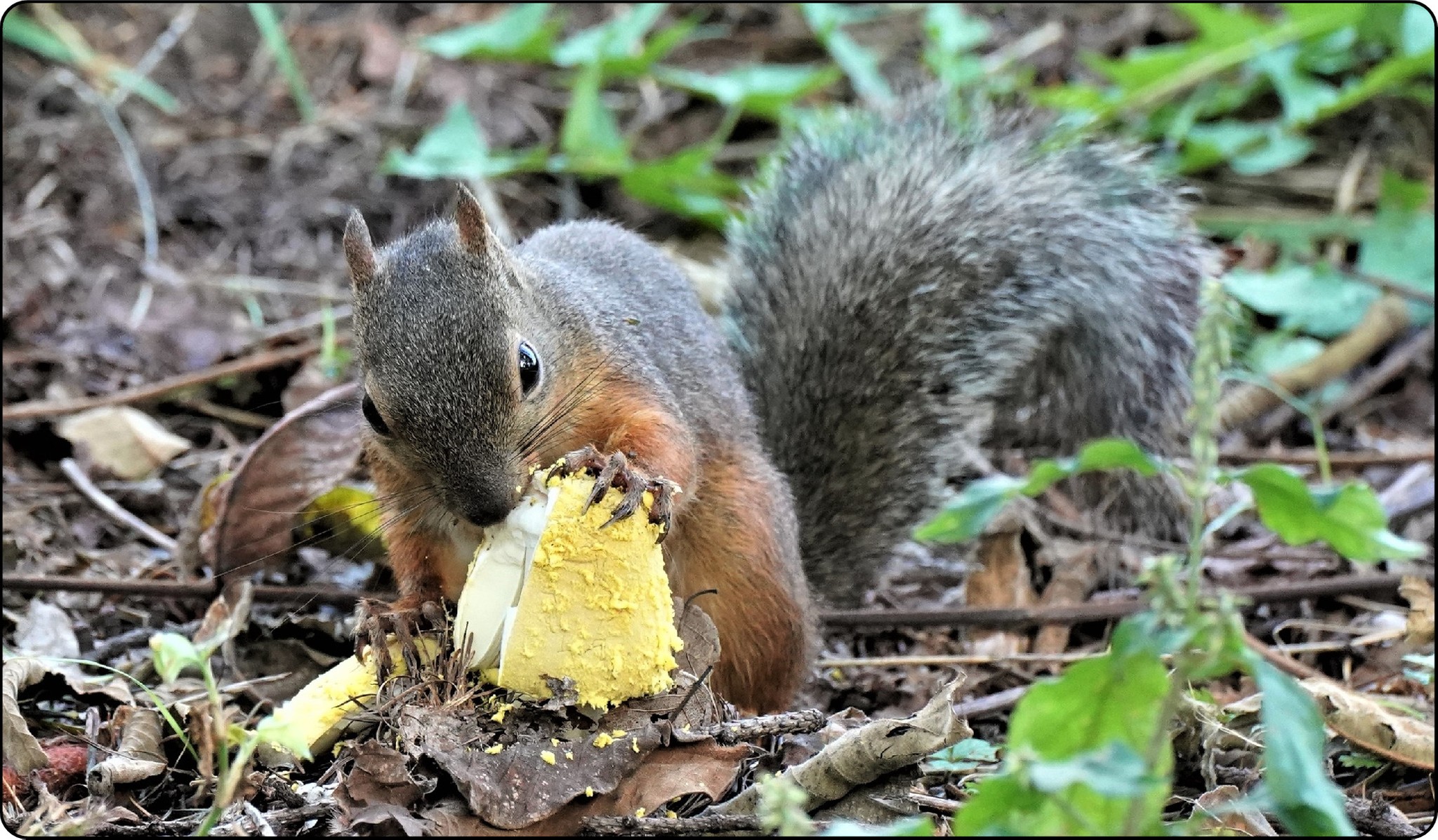 えっ 大丈夫 毒キノコをむしゃむしゃ ニホンリスとテングタケの不思議な関係 神戸大研究者が論文公開 まいどなニュース
