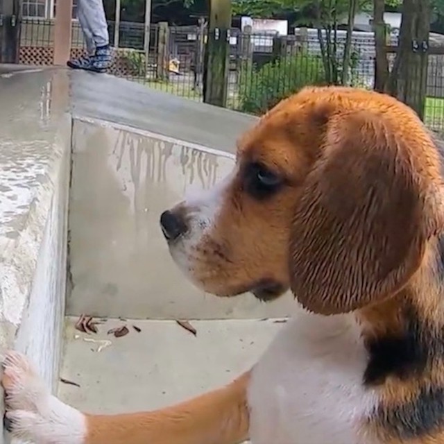 犬 ちょちょっ あなた飼い主さん プールに浸かる犬に驚き 飼い主に詰め寄る犬さん 飼い主同士で爆笑 まいどなニュース