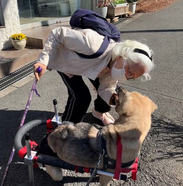 電車にはねられ下半身不随 家族の愛情をうけ元野犬のトラウマ解放 車椅子で豪快に疾走 まいどなニュース