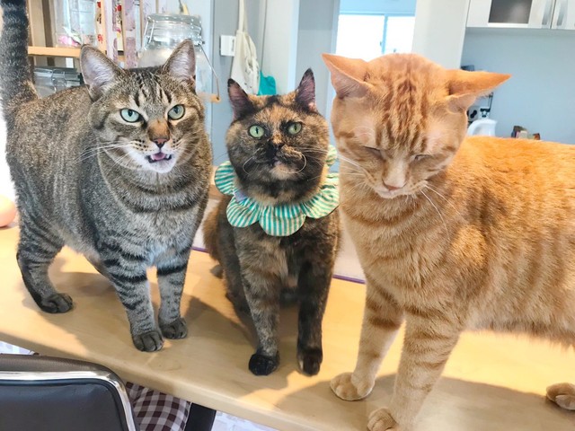 団結力すごい イタズラした猫を叱ったら しょんぼり猫のもとに怒った猫が駆けつけた まいどなニュース