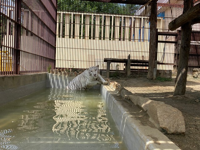 暑い日はプールで涼んでいるサンちゃん　提供：池田動物園 