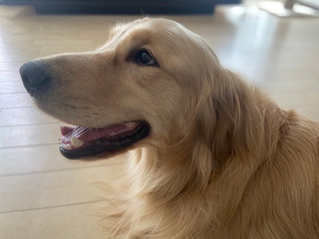 犬 ひゃっはー スンッ 全力ではしゃぐ犬さんを待ち受けていたのは 天国から地獄へ 知らない方が幸せを描いた風景 まいどなニュース