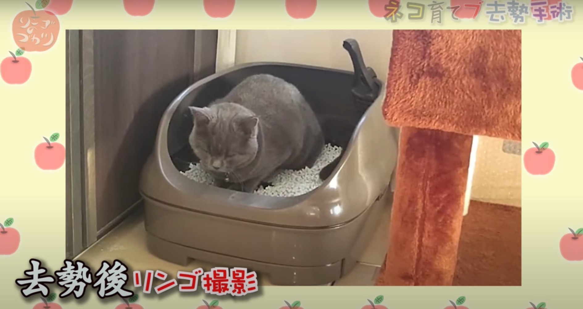 ハイヒール リンゴ 猫と暮らして10カ月 モモコに言わせると 相方に人間の心が戻ってきた 笑 まいどなニュース