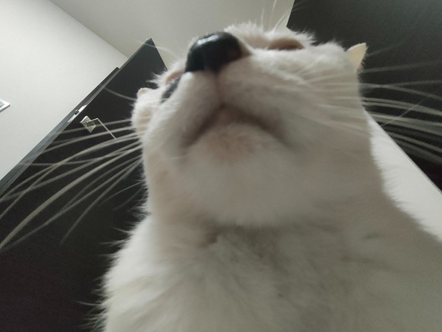 漫画 朝のスマホを許さない猫 容赦ない頭突きに猫飼いさんが共感 毎朝これ 休みとか関係ありません まいどなニュース