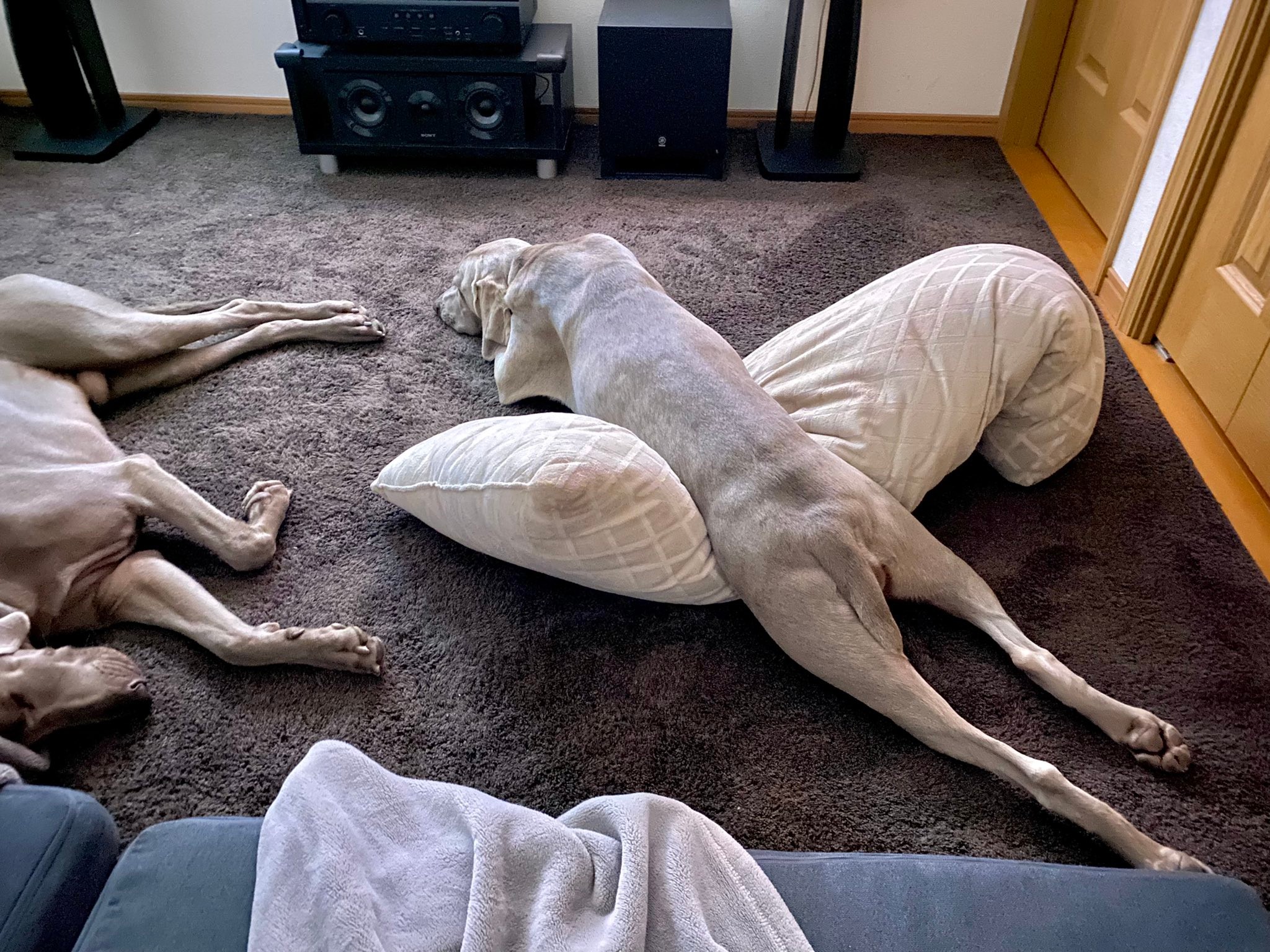 我が家にはまともな犬がいない 人間味あふれすぎな2匹の犬に爆笑 そもそも犬がいないよね クセが強いですね まいどなニュース