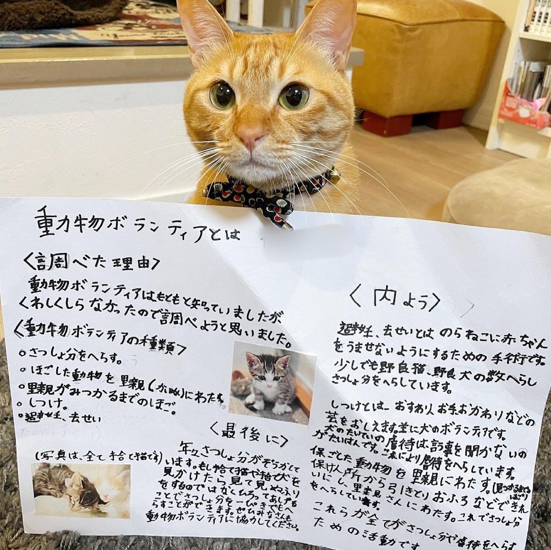 お寺に捨てられていた茶トラの子猫 キャリーバッグの中から ここから出たいよ とアピール まいどなニュース お寺に捨てられていた茶トラの子猫 キャリーバッグの中から ここから出たいよ とアピール まいどなニュース