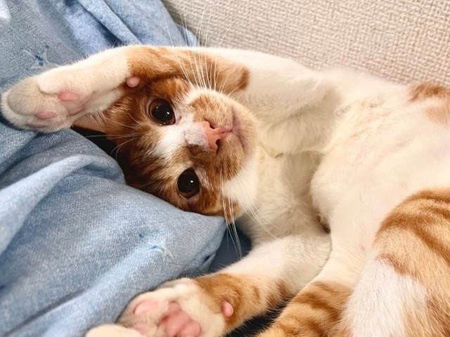 保護して4カ月の猫 初のイタズラで大惨事 掃除しようと思ってたから 超ポジティブな飼い主に絶賛の声 米騒動ですね まいどなニュース