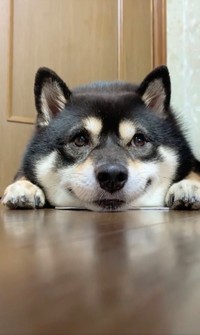 遊ぼうよ 豆柴の赤ちゃんを呼ぶ兄柴さんの 悲しげな 声が切ない 小さくてまだ遊べないんだね まいどなニュース