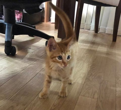 虐待死された可能性が高い子猫が見つかった現場から近いところで、保護された犬歯の折れた子猫（提供写真）