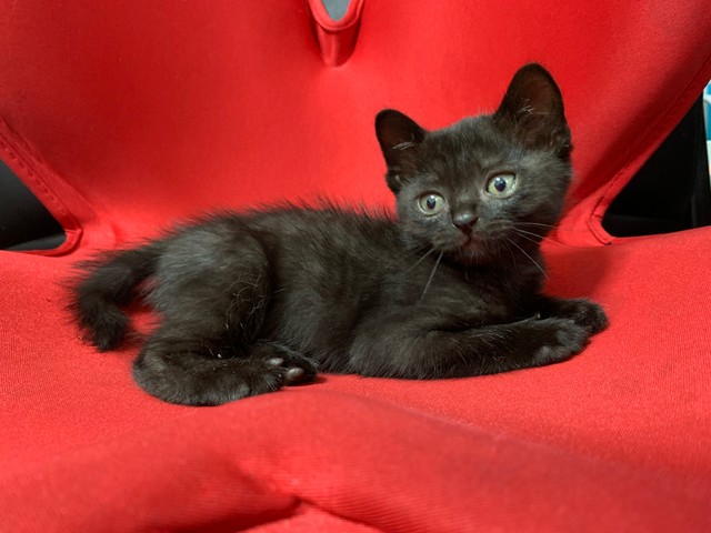 諦めたらアカンよ 失踪した心臓病の黒猫 数週間ぶりに奇跡の生還 迷い猫のチラシが結んだ不思議な 縁 まいどなニュース