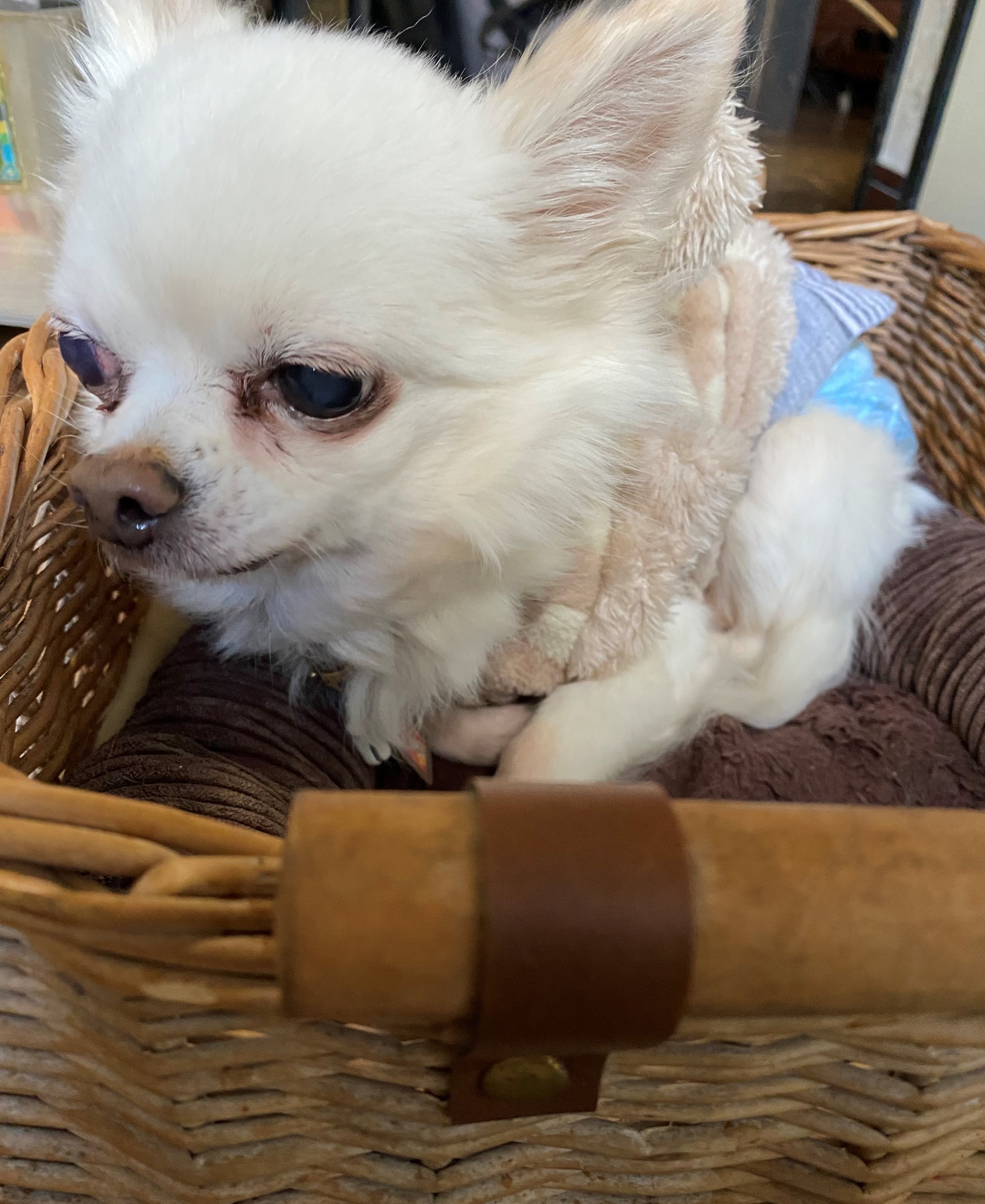 散歩もしたことがなかった元繁殖犬 18歳 19歳のご長寿コンビはペンションの看板犬に まいどなニュース