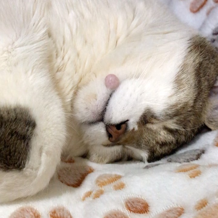 公園に捨てられた子猫 勤務中 危ないので保護したい と上司に頼み 木に登って救助 まいどなニュース