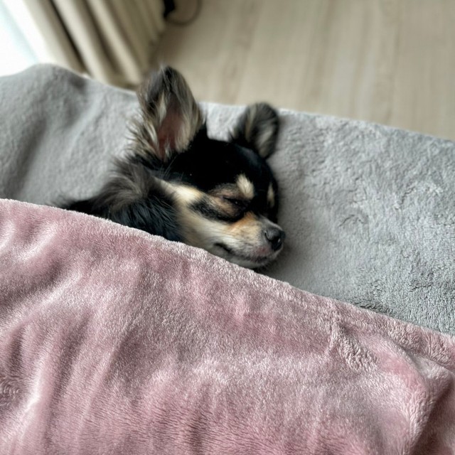 眠る姿は天使のよう（画像提供／チワワのごまじろーさん） 