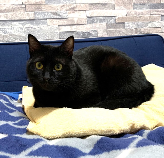 首をかまれた子猫 猫に助けられ九死に一生 保護から2年8か月 念願の家族が見つかり幸せに まいどなニュース