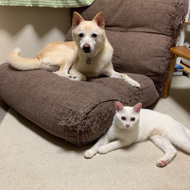 スーパーの駐車場にたった1匹でいた雪のような子猫 コロナ禍で落ち込む飼い主と先住犬に 生きる力 をくれた まいどなニュース