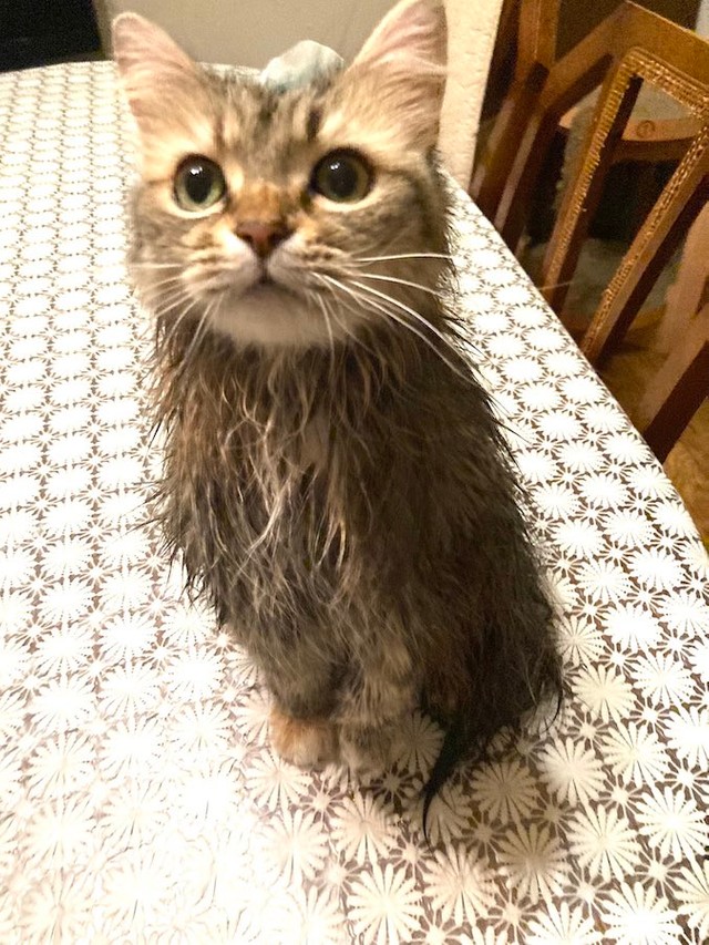 猫を洗ったら フクロウ に 意外な姿に大喜利コメント殺到 学会に報告しないと 中国語で猫頭鷹なので正解 まいどなニュース