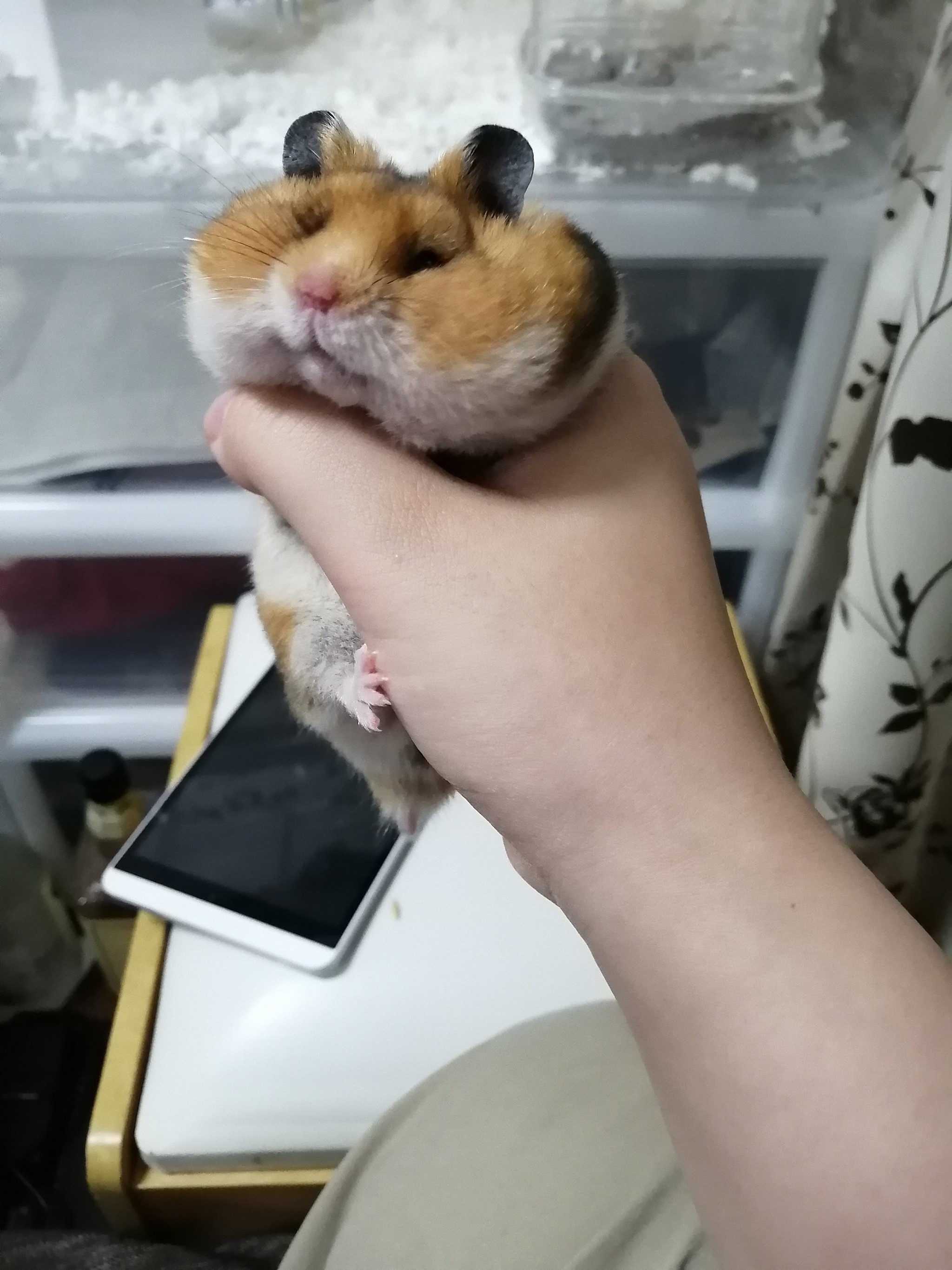 欲張りハムの末路 頬袋パンパンのハムスターに爆笑 チャウチャウ犬 カツアゲみたいなってるw まいどなニュース