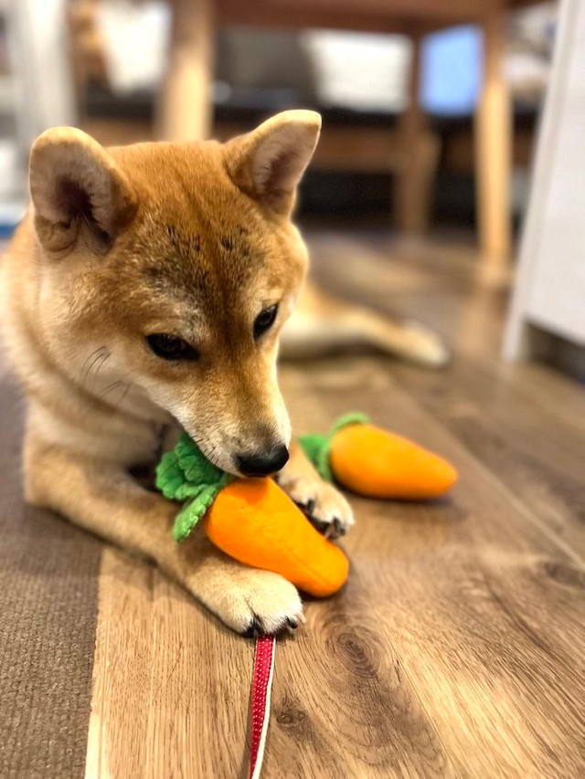 柴犬 ちょちょちょっ トリミングサロンを初体験 必死顔になった犬さんに励ましの声 目が がんばれー まいどなニュース