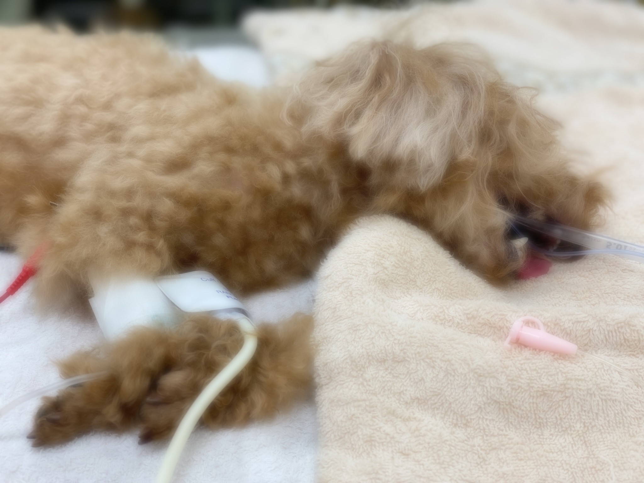 意識なく 鼻に流動食のチューブが縫い付けられた小さな犬 愛しいペットの最期に備えて考えておくこと まいどなニュース