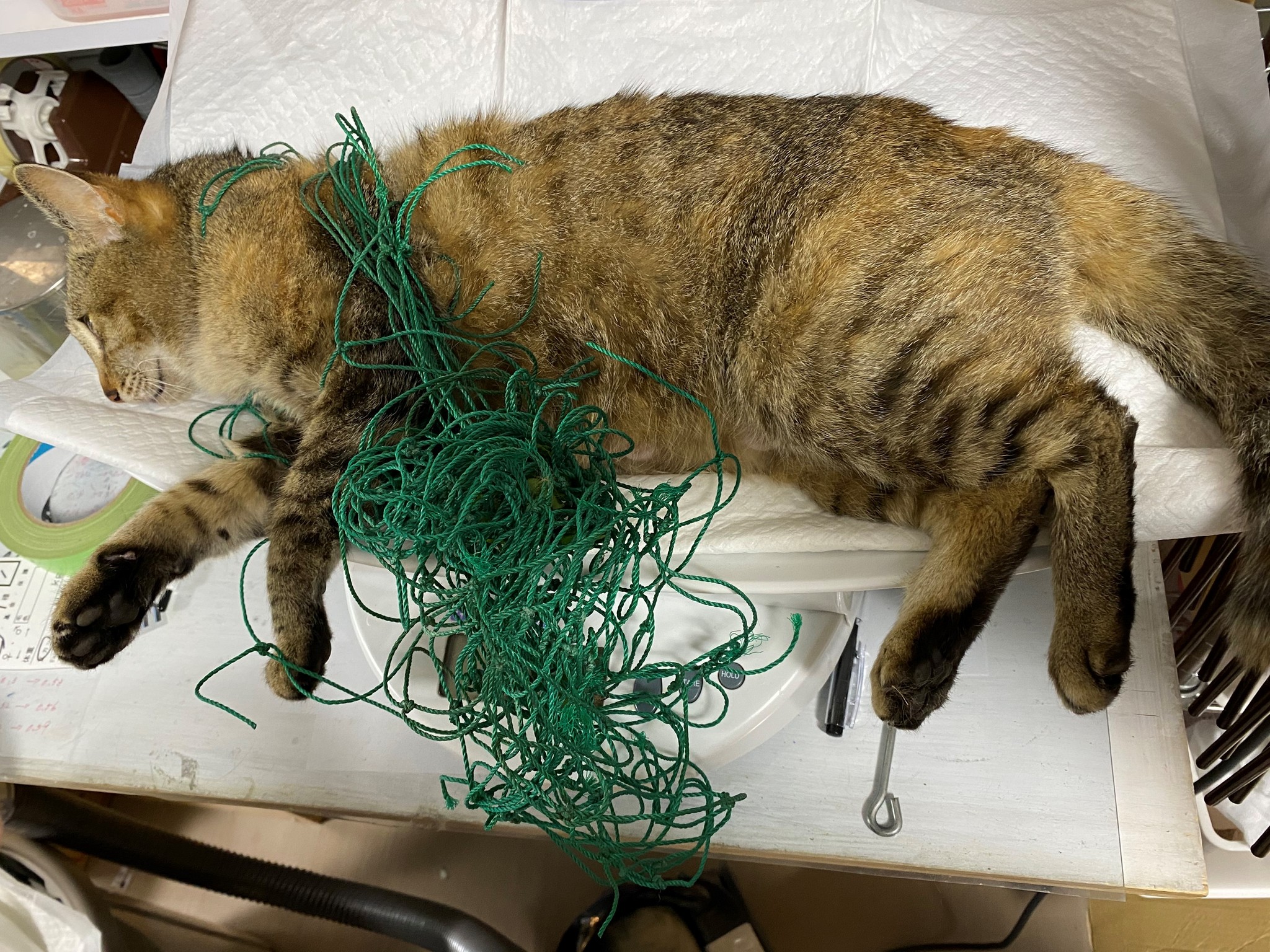 猫にメリットがあることなら何でもお手伝いします ノラ猫 保護猫専門の ねこから目線 まいどなニュース