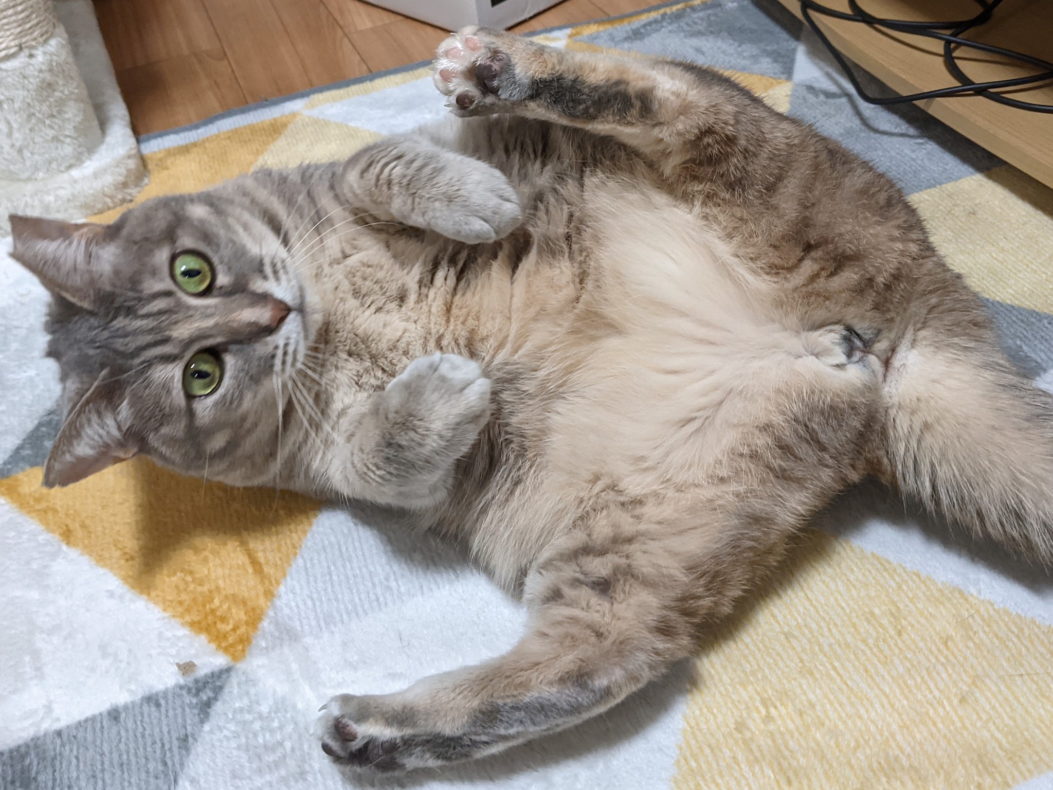 一度も会っていないけど 保護もされていないけど この子と絶対家族になる 美人猫が引き寄せたミラクル譲渡 まいどなニュース