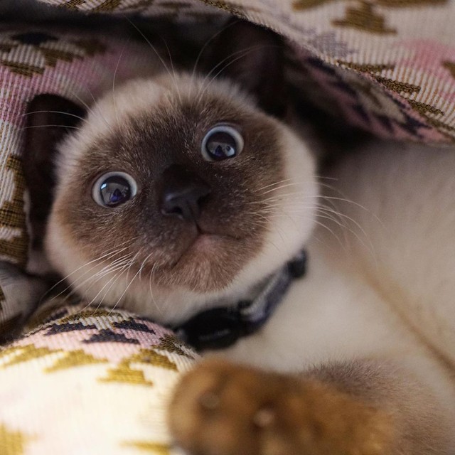 捨て猫禁止の真冬の海岸 捨てられていたシャム猫を家族に 暖かい部屋で一生幸せに過ごそう まいどなニュース