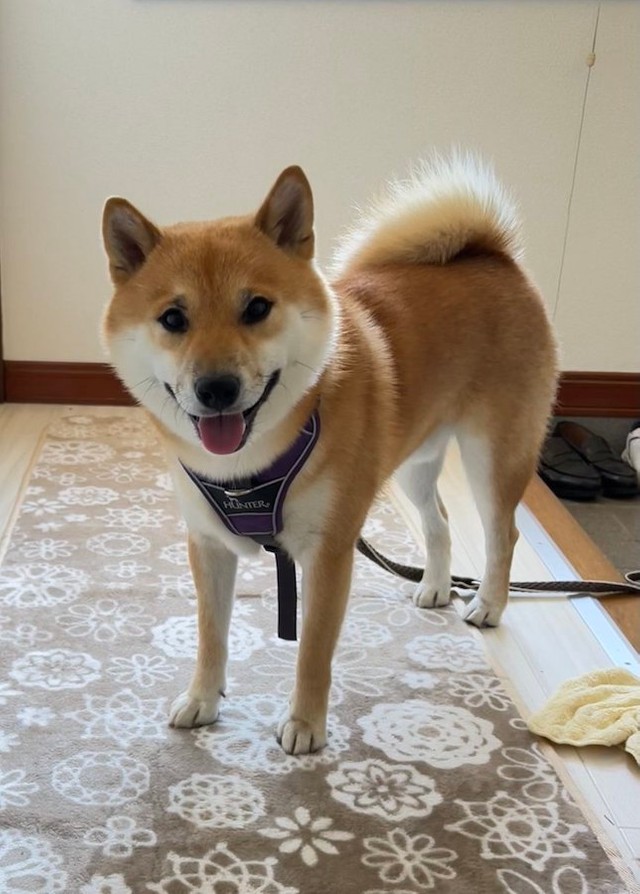 目覚めたら 柴犬が笑ってた 散歩の時間だよ ニコニコ笑顔で飼い主の寝顔を覗き込んでた柴犬にほっこり まいどなニュース