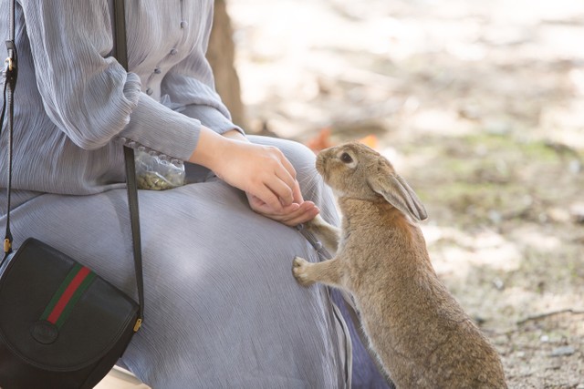 広島の 地図から消された島 を知っていますか ウサギを愛でながら毒ガスに思いを馳せる まいどなニュース