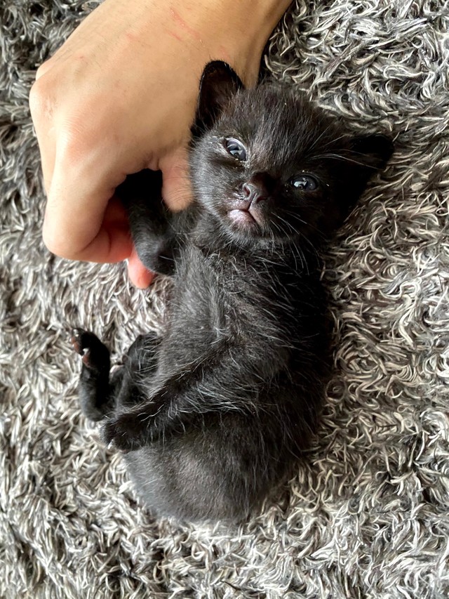 出会いは深夜の田舎道 親とはぐれた生後2週間の子猫から教わったこと 寂しい思いをしている猫や犬を幸せにしたい まいどなニュース 出会いは深夜の田舎道 親とはぐれた生後2週間の子猫から教わったこと 寂しい思いをしている猫や犬を幸せにしたい まいどなニュース