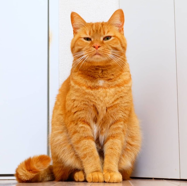 道路沿いで偶然出会った子猫は幸せを運ぶ運命の子 念願の猫との暮らしをスタート まいどなニュース