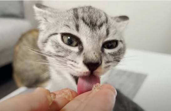 元料理人が作った 釣った魚でフルコース を食す子猫の反応が話題 この家の猫になりたい まいどなニュース