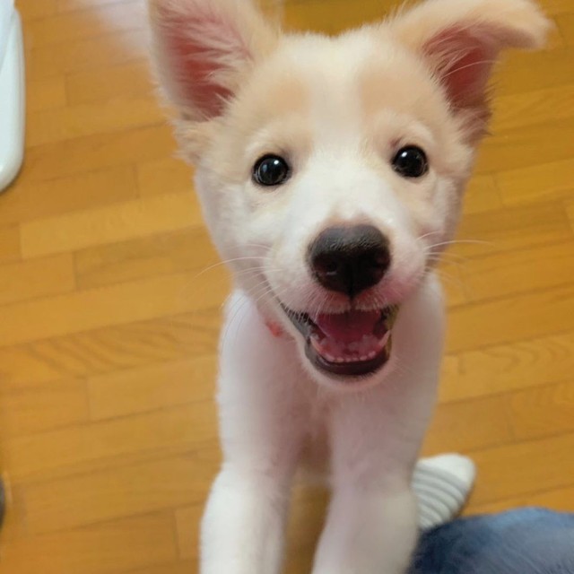 顔や身体が汚れて目の輝きを失った子犬 センターから引き出され 新しい家ですっかり元気に まいどなニュース