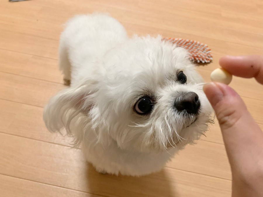 おすわり まて に 気持ちが前のめりな犬 ソワソワ足踏みにネット爆笑 まいどなニュース