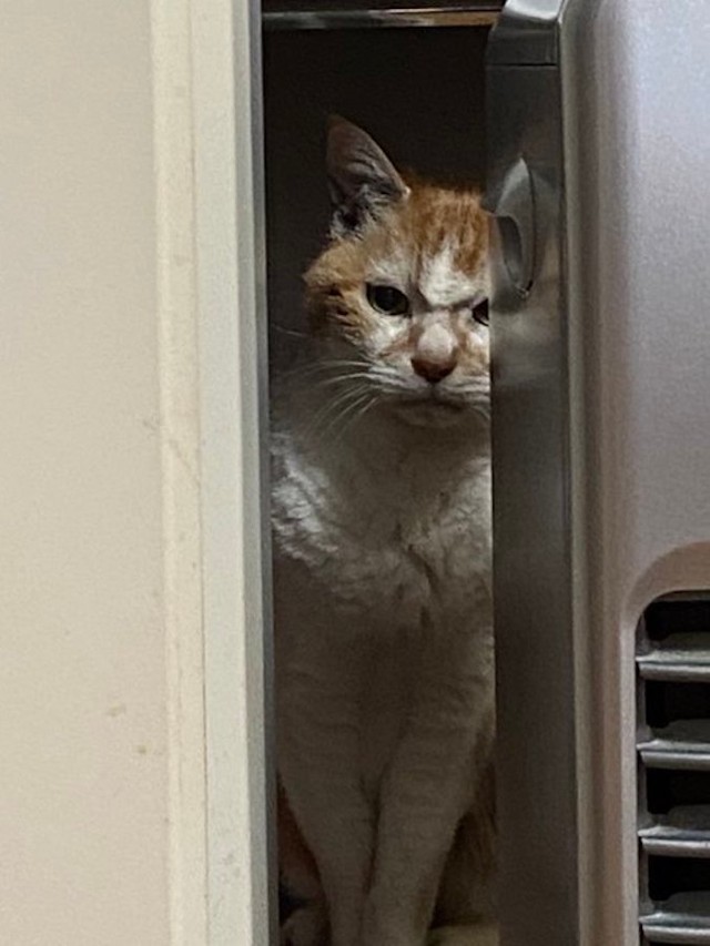 先住猫の顔がやばい 子猫の登場にブチギレる猫さんが 殺し屋の顔 に ところが2週間後には まいどなニュース