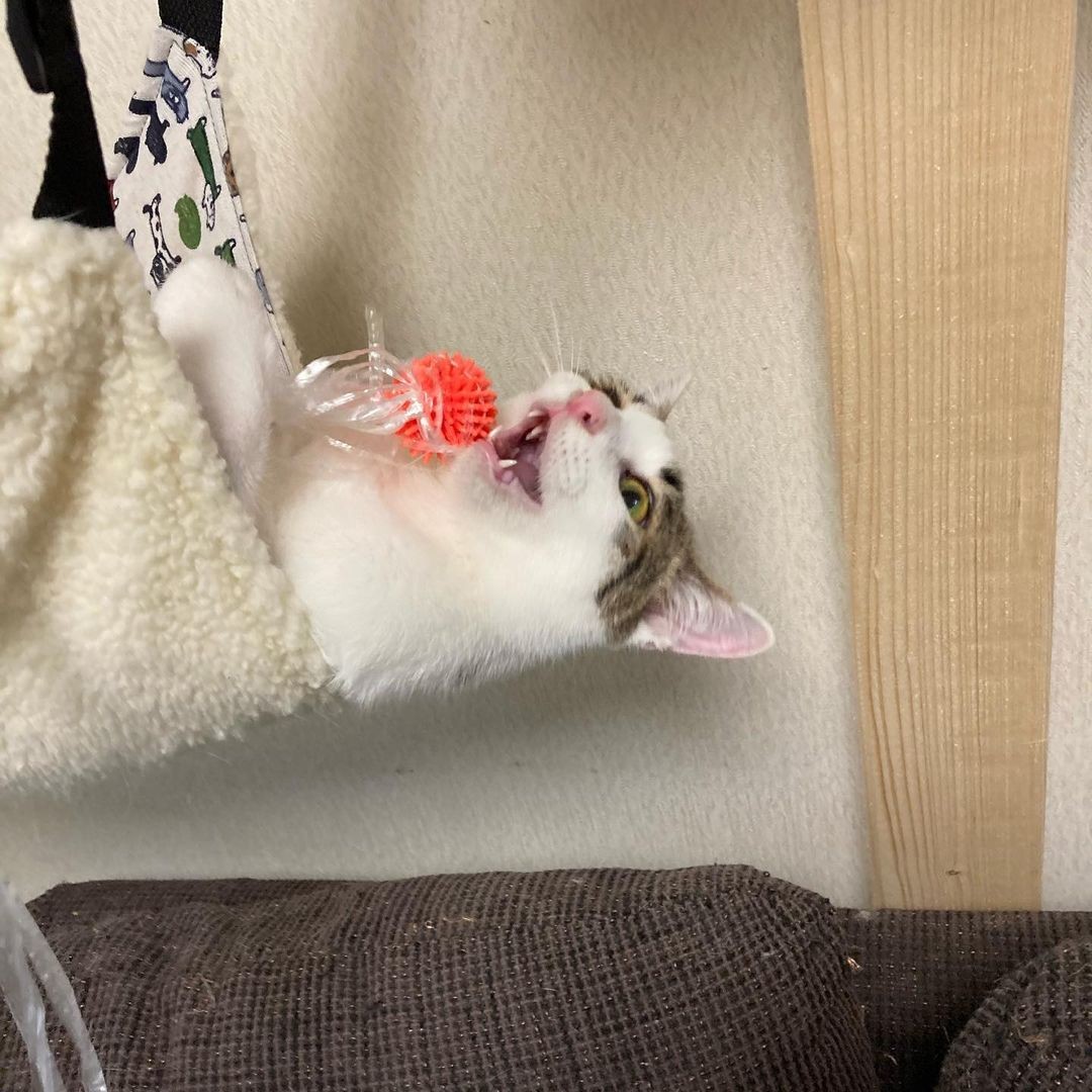 愛犬の死に打ちひしがれていた女性が出会った運命の子猫 超 塩対応 も あの子が待つ家に帰るのが 幸せ まいどなニュース