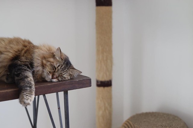 安心しきって眠る