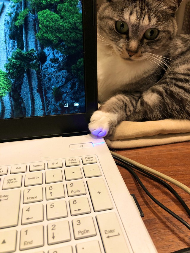 年末回顧 年の猫 コロナ禍 自粛生活 リモートワークで大活躍した猫さんたち まいどなニュース