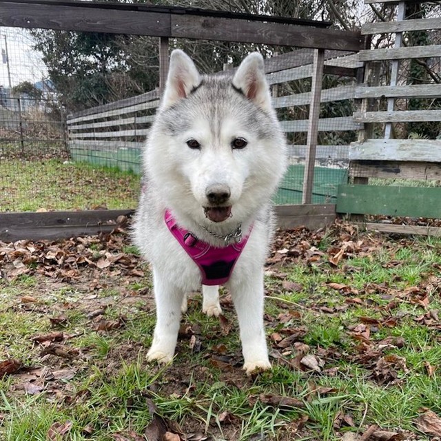 あんよが あざと可愛い 犬が話題 女子力高いな 笑 参考にします まいどなニュース