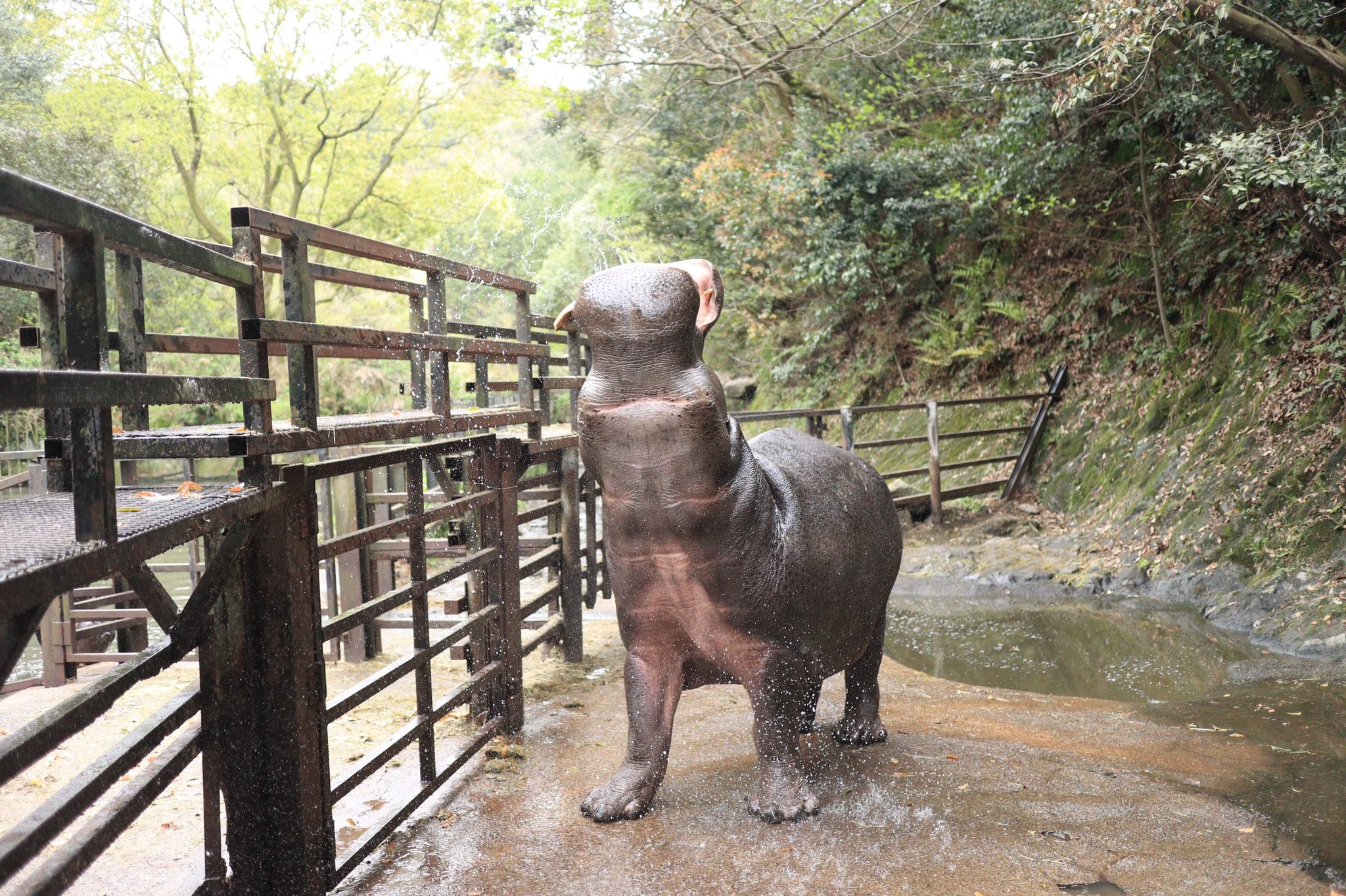 池から飛び出す黒い影…イルカ？いいえ「カバ」です！爆速で泳ぐ姿に驚愕…アフリカでは“危険生物”とも(画像7)｜まいどなニュース