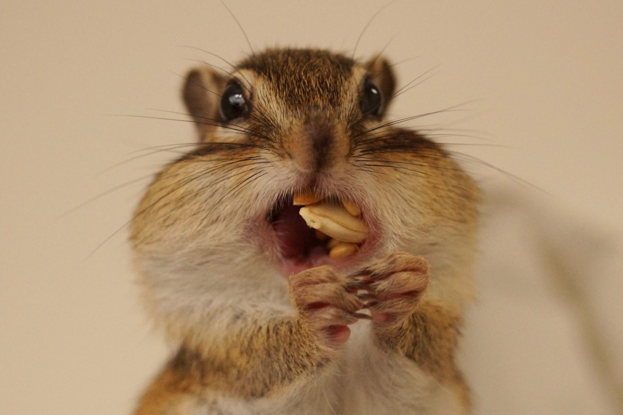 ふわふわ ほっぺをマッサージされるリスの姿にネット民悶絶 魅惑のほっぺ どんな感触 まいどなニュース ふわふわ ほっぺをマッサージされるリスの姿にネット民悶絶 魅惑のほっぺ どんな感触 まいどなニュース