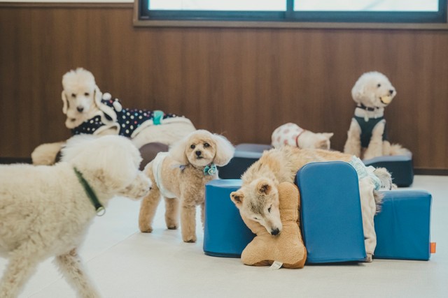 介護付き老犬ホームとは ずっと家族でいるために 老犬の介護を一緒に伴走してくれる施設 経営者に聞いた まいどなニュース